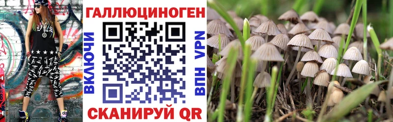 Псилоцибиновые грибы Psilocybe  Купить  Терек 